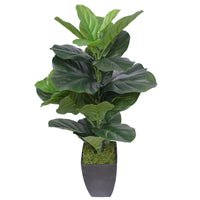 Thumbnail for Dense Fiddle Leaf Fig Tree 70cm