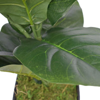 Thumbnail for Dense Fiddle Leaf Fig Tree 70cm