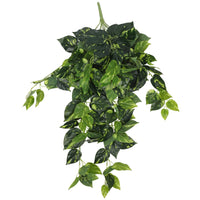 Thumbnail for Heart Leaf Philodendron Hanging Creeper Bush 73cm