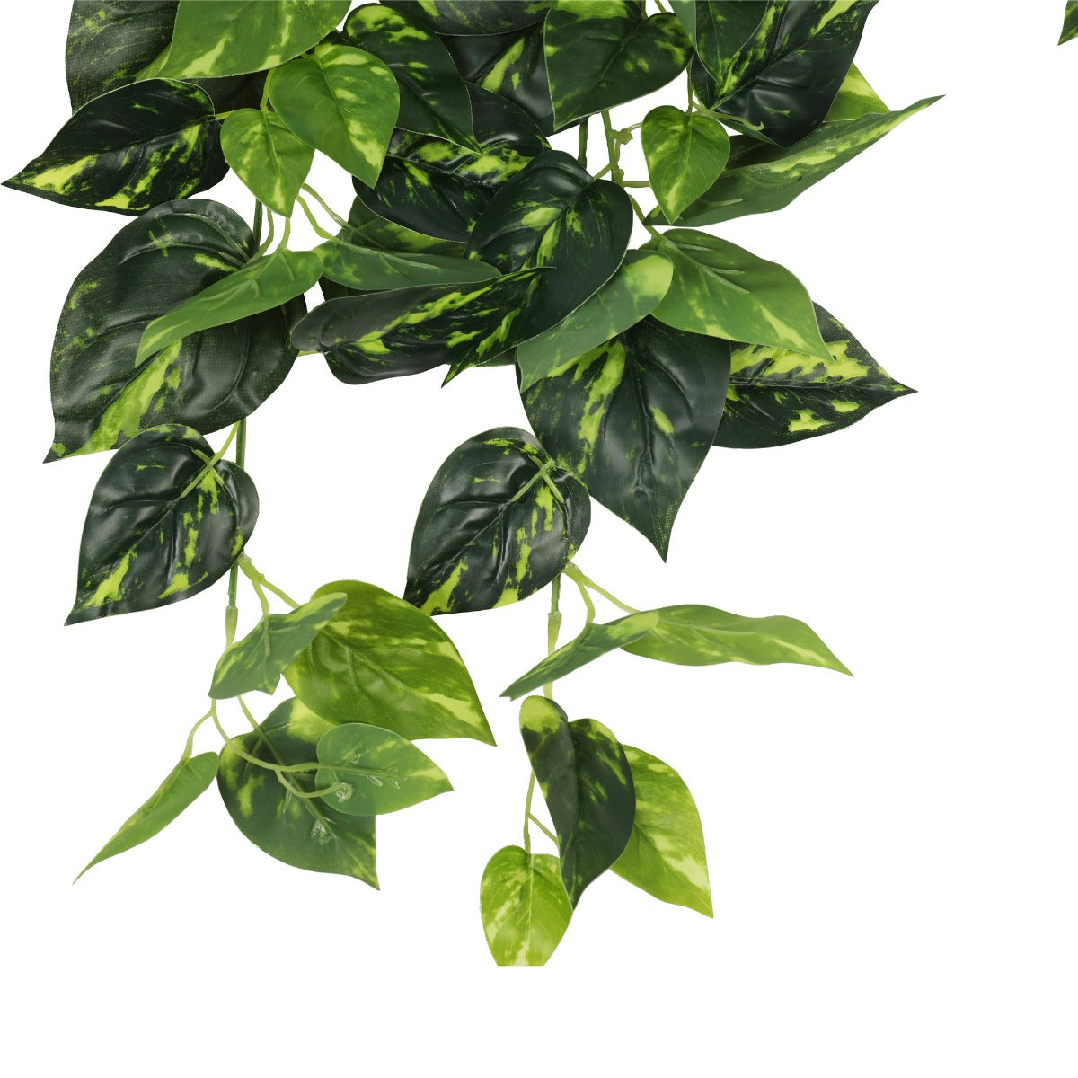 Heart Leaf Philodendron Hanging Creeper Bush 73cm