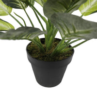 Thumbnail for Leopard Lily (Dieffenbachia) with Pot 40cm