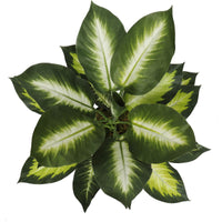 Thumbnail for Leopard Lily (Dieffenbachia) with Pot 40cm