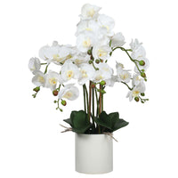 Thumbnail for Large Multi-Stem White Potted Faux Orchid 65cm