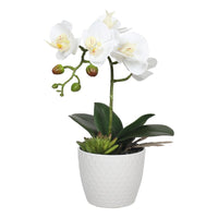 Thumbnail for Potted Single Stem White Phalaenopsis Orchid with Decorative Pot 35cm