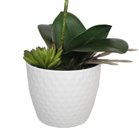 Thumbnail for Potted Single Stem White Phalaenopsis Orchid with Decorative Pot 35cm