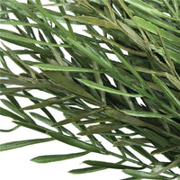 Thumbnail for Native Tea Tree Stem UV Resistant 45cm