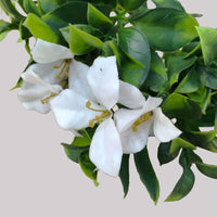 Thumbnail for White Flowering Jasmine Stem UV Resistant 30cm