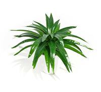 Thumbnail for Aloe Vera Stem 30cm