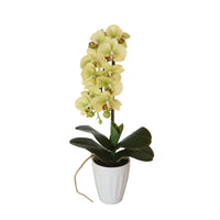 Thumbnail for 40cm Butterfly Orchid- Cream