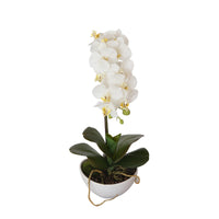 Thumbnail for 46cm Butterfly Orchid - White