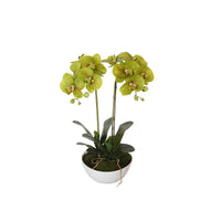 Thumbnail for 50cm Dual Butterfly Orchid - Cream