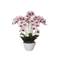 Thumbnail for 66cm Multi Butterfly Orchid - Pink