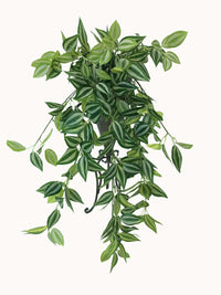 Thumbnail for Mixed White and Green Hanging Philodendron Bush 80cm