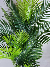 Thumbnail for Multi Trunk Hawaii Palm 180cm