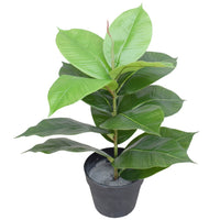 Thumbnail for Artificial Potted Rubber Plant 55cm